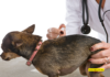 Essential Vaccinations for Dog Daycare: Keeping Your Furry Friend Healthy